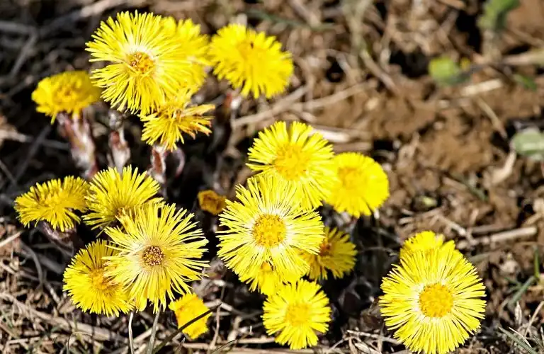 Coltsfoot are a sign of spring