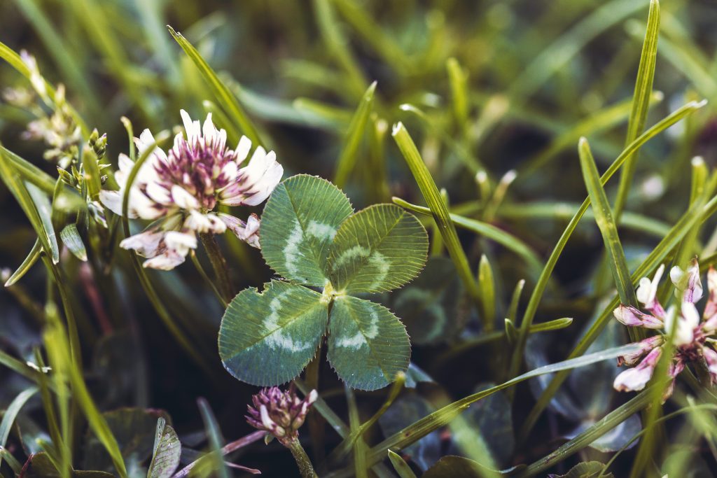 A Lucky four leaf clover next to a clover bloom