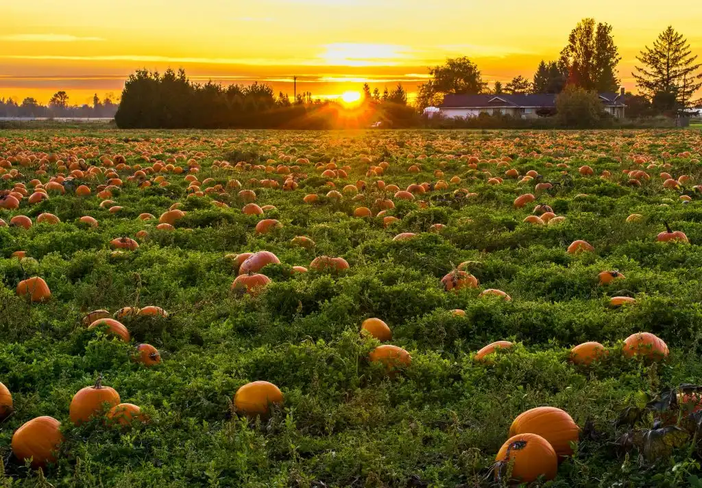 Photo of field full of pumpkins