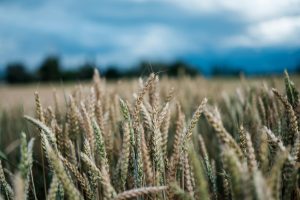 Grain is celebrated during Lughnasadh