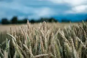 Grain is celebrated during Lughnasadh