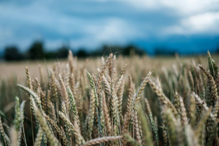 Grain is celebrated during Lughnasadh