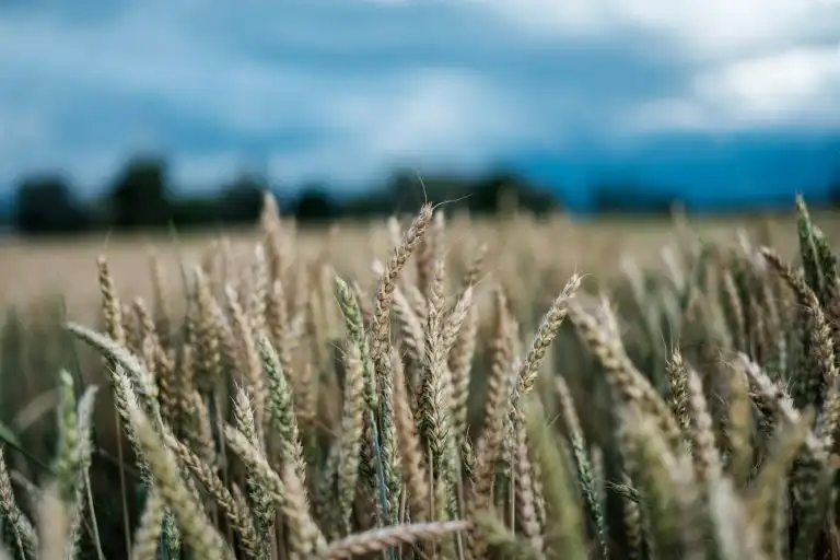 Grain is celebrated during Lughnasadh