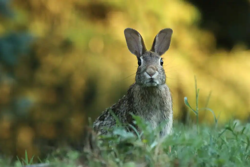 Picture of a hare