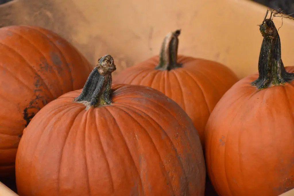 Pumpkins in a wheelbarrow