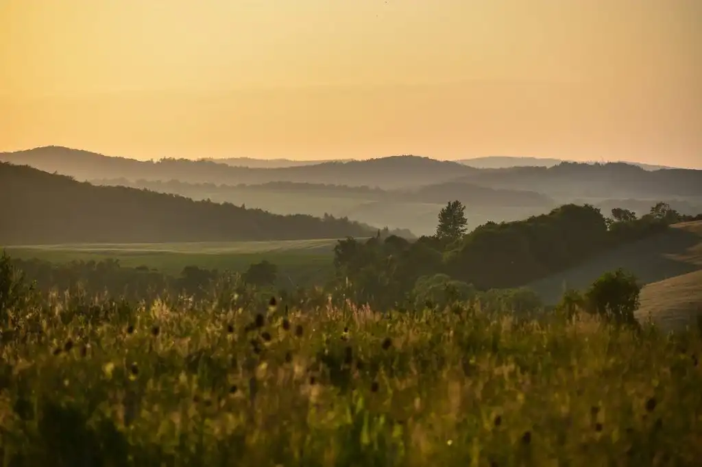 landscape, meadow, scenery